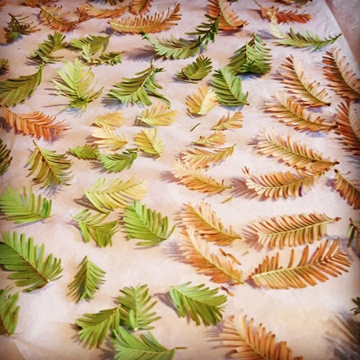 conifer leaves used to make the cuff drying