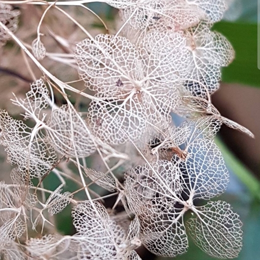 skeleton hydrangea flowers